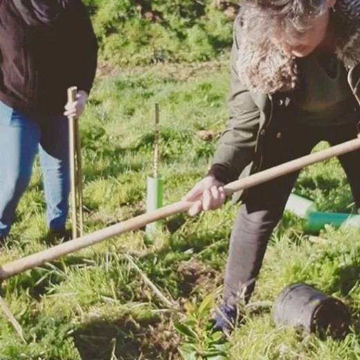 des personnes à planter des arbres