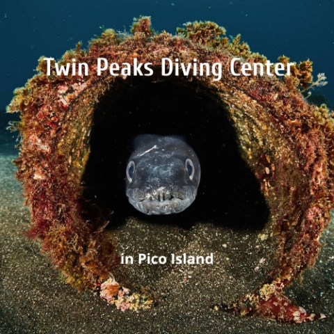 twin-peaks-diving-pico a close up of a fish