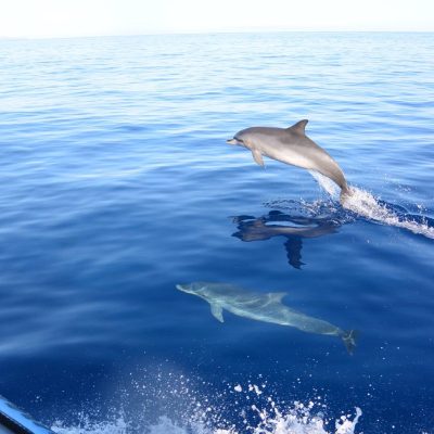 dauphin-azores-ohmycodtours