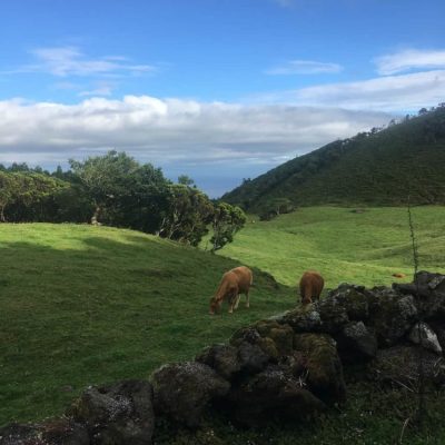 paysage verte typique de Pico