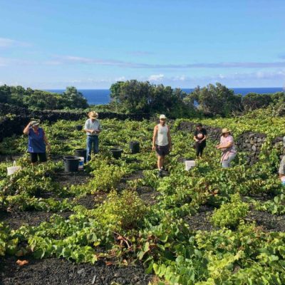 a group of people standing in a garden