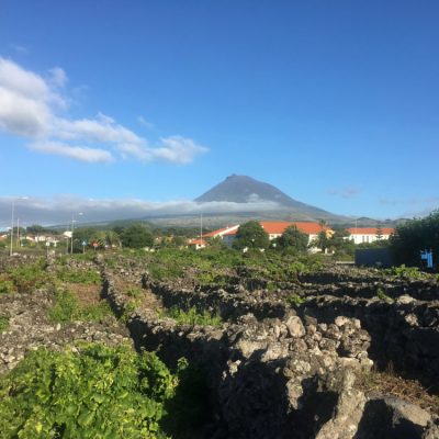 montaigne de Pico et les vignes