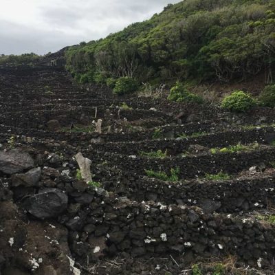 murs de pierre pour proteger les vignes