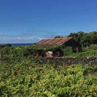 une maison typique dans les vignes de Pico