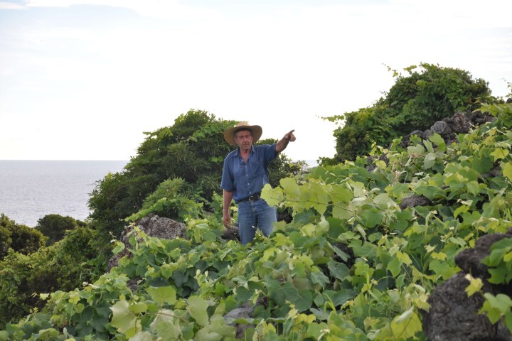 a man standing in a garden