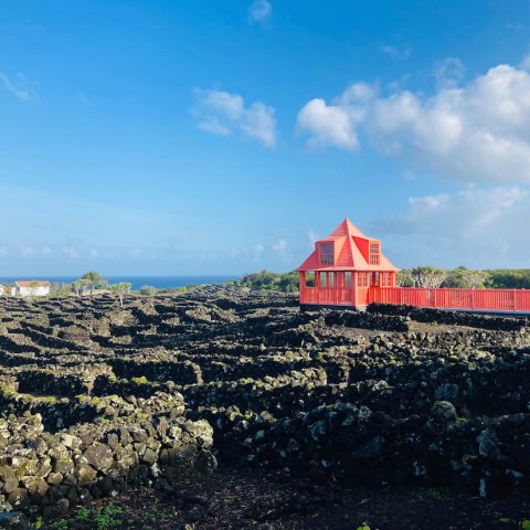 a group of people in a field