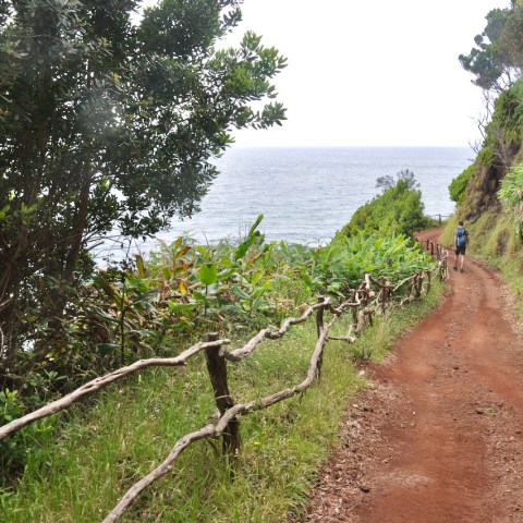 a tree on a dirt path next to a body of water