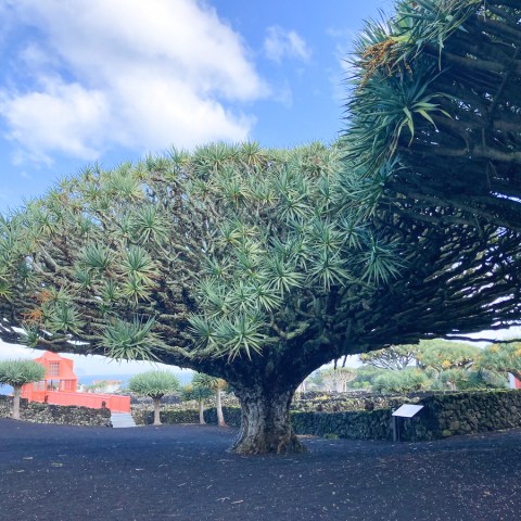 a close up of an orange tree