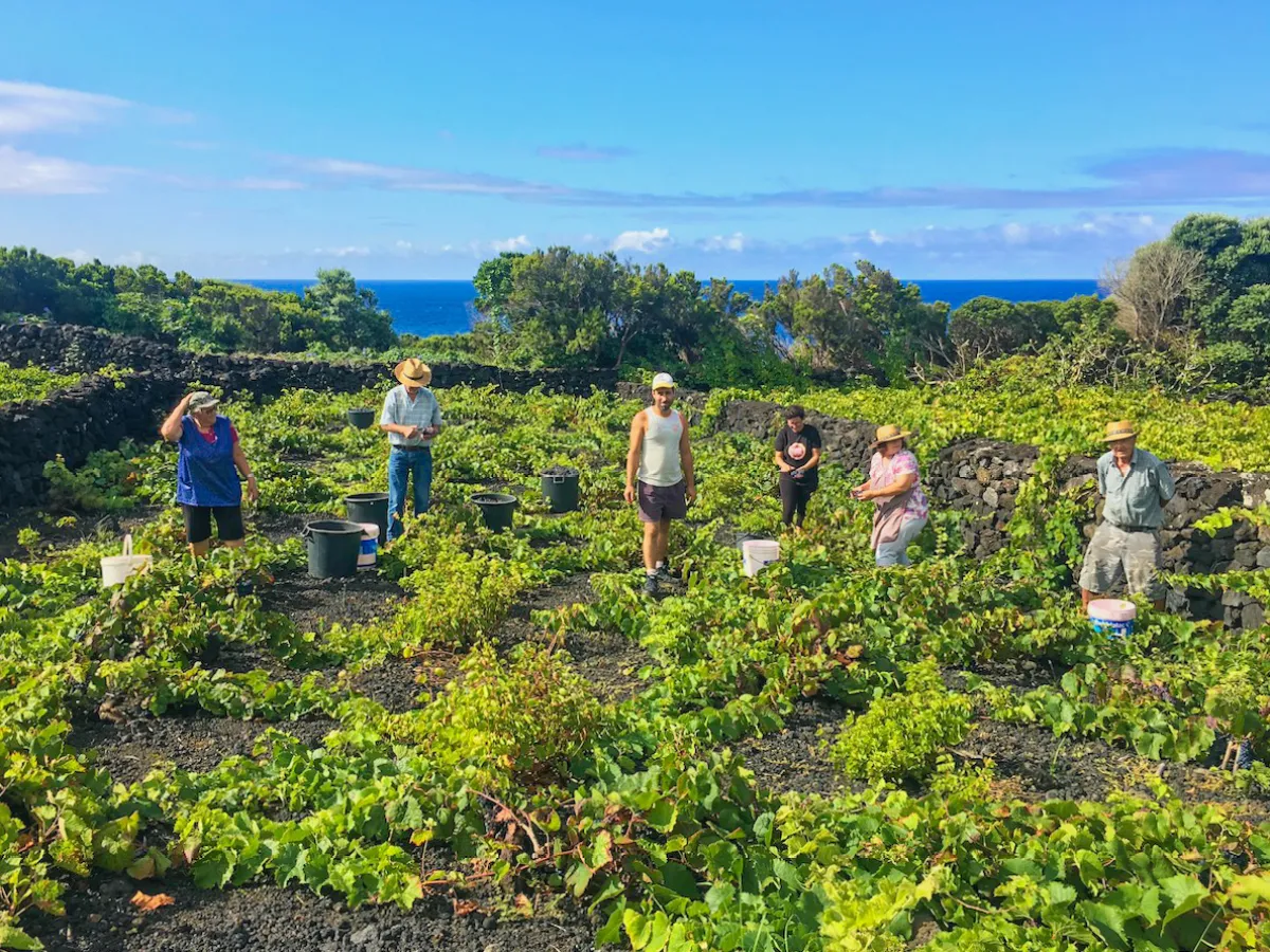 a group of people on a grassy hill