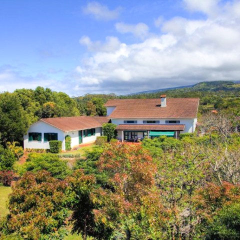 a close up of a lush green field