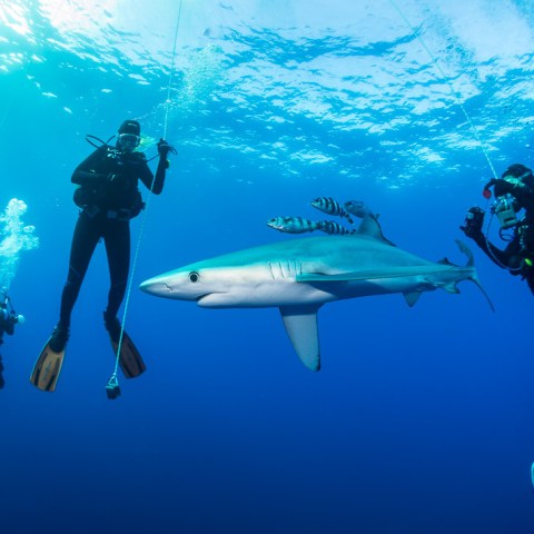 a group of people swimming in the water