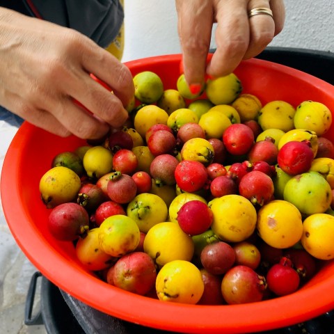 a person holding a bowl of fruit