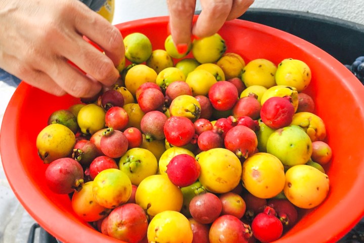 a bowl of fruit