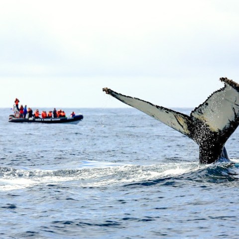 a person riding a surf board on a body of water
