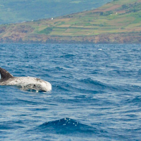 an animal swimming in the water