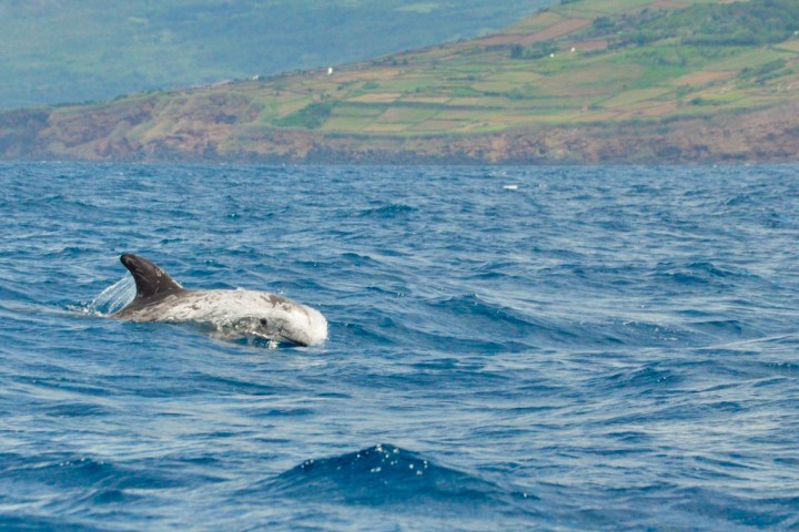 an animal swimming in the water