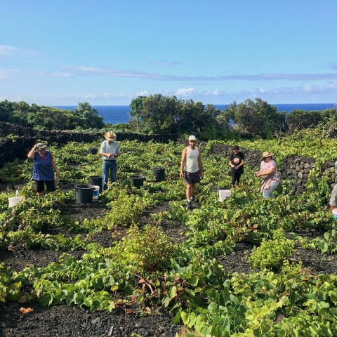 a group of people standing in a garden