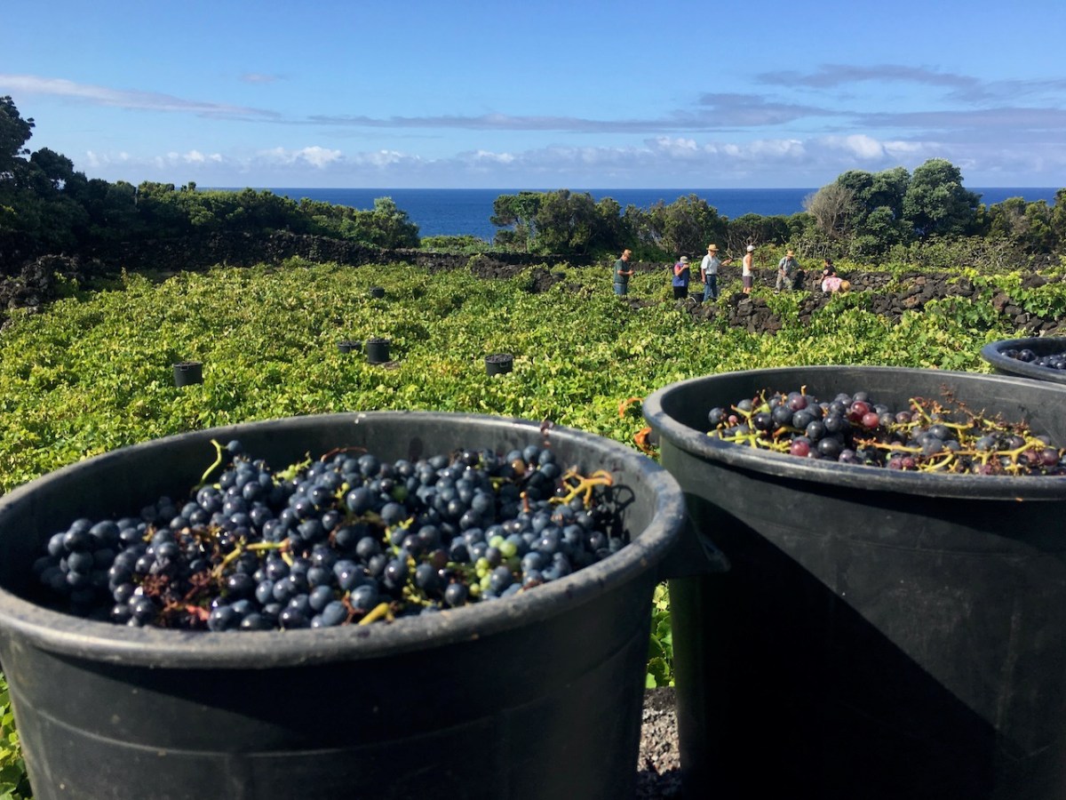 a green bowl filled with water