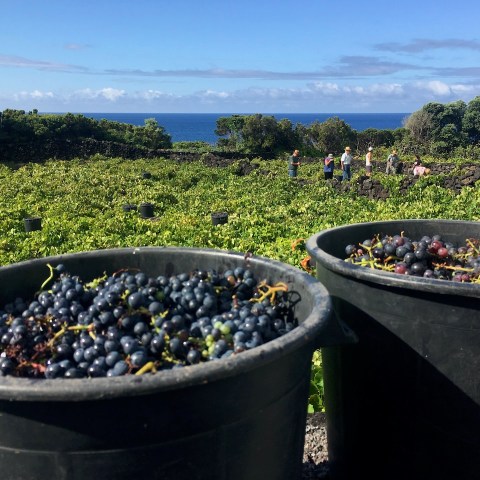 a green bowl filled with water