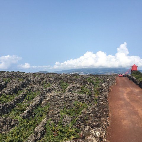 a path with trees on the side of a hill