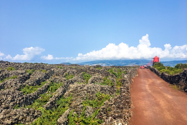 a path with trees on the side of a dirt field