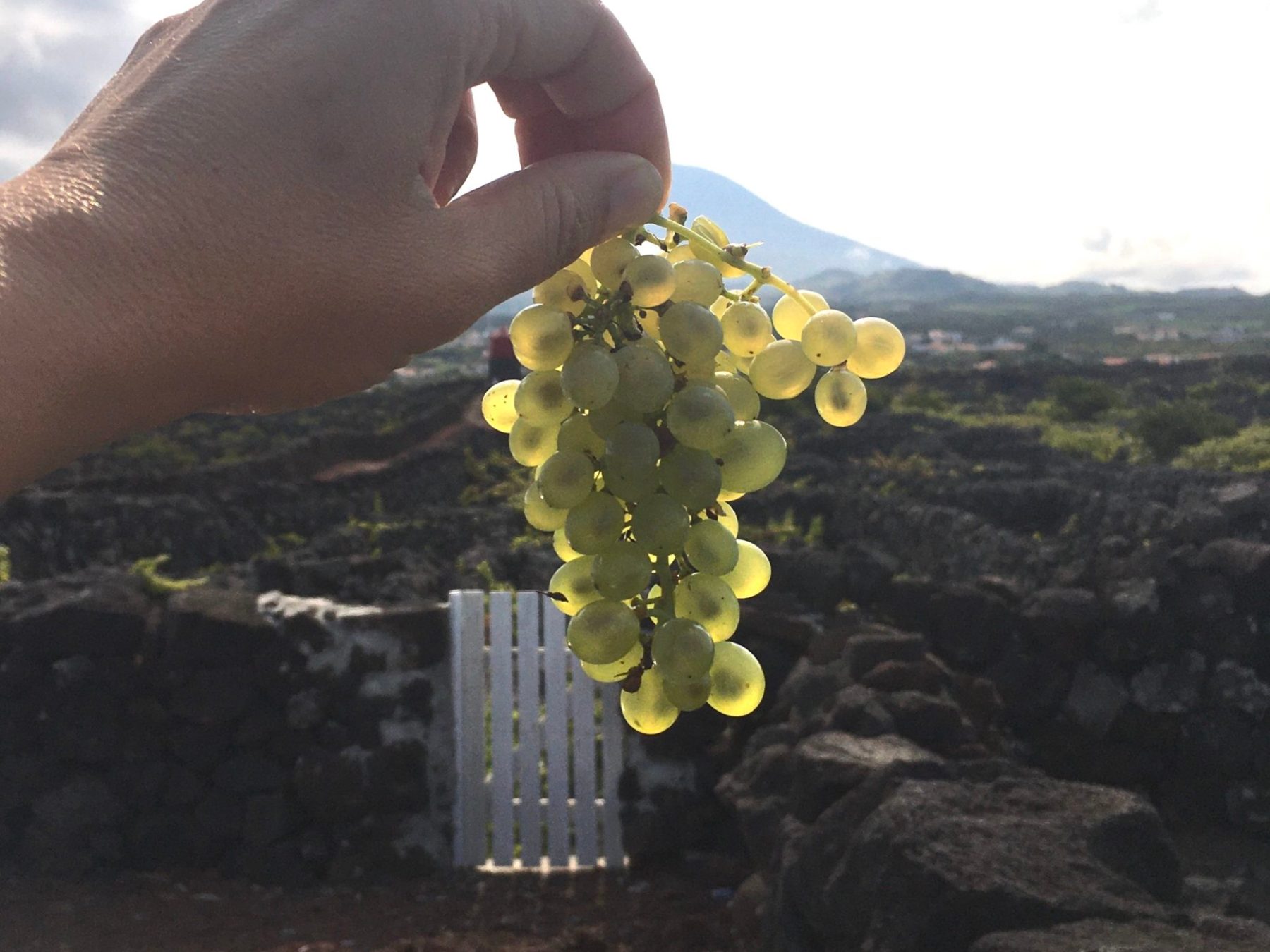 someone holding white grapes