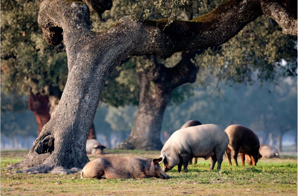a group of sheep eating grass on a sunny day
