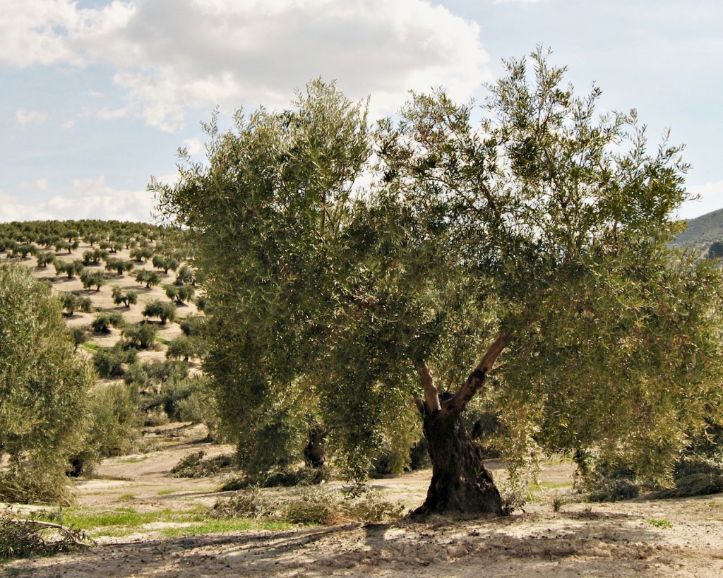 a close up of a olive tree