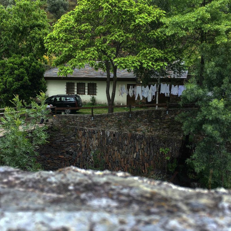 a group of bushes in front of a house