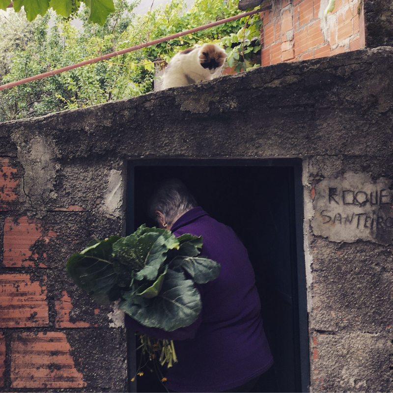 a bear sitting on top of a brick building