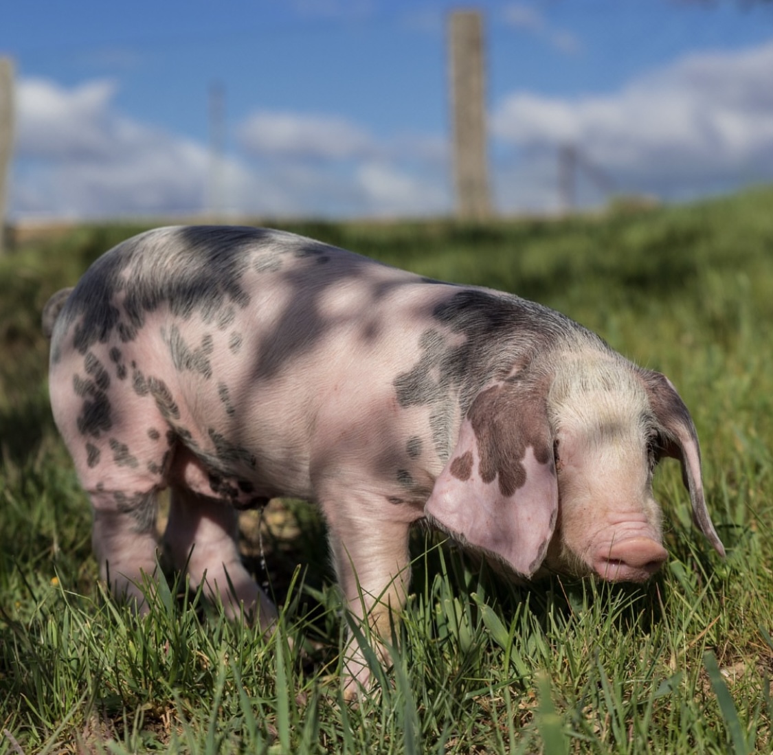 a dog lying on top of a grass covered field