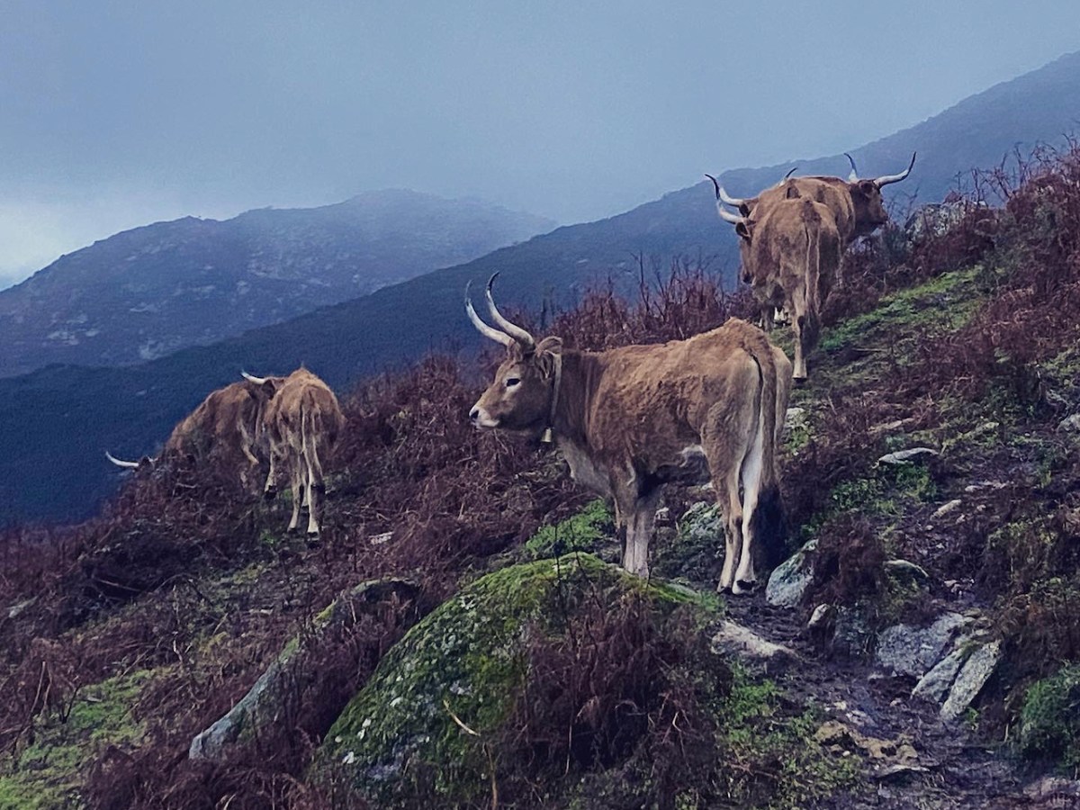 a herd of cattle standing on top of a mountain