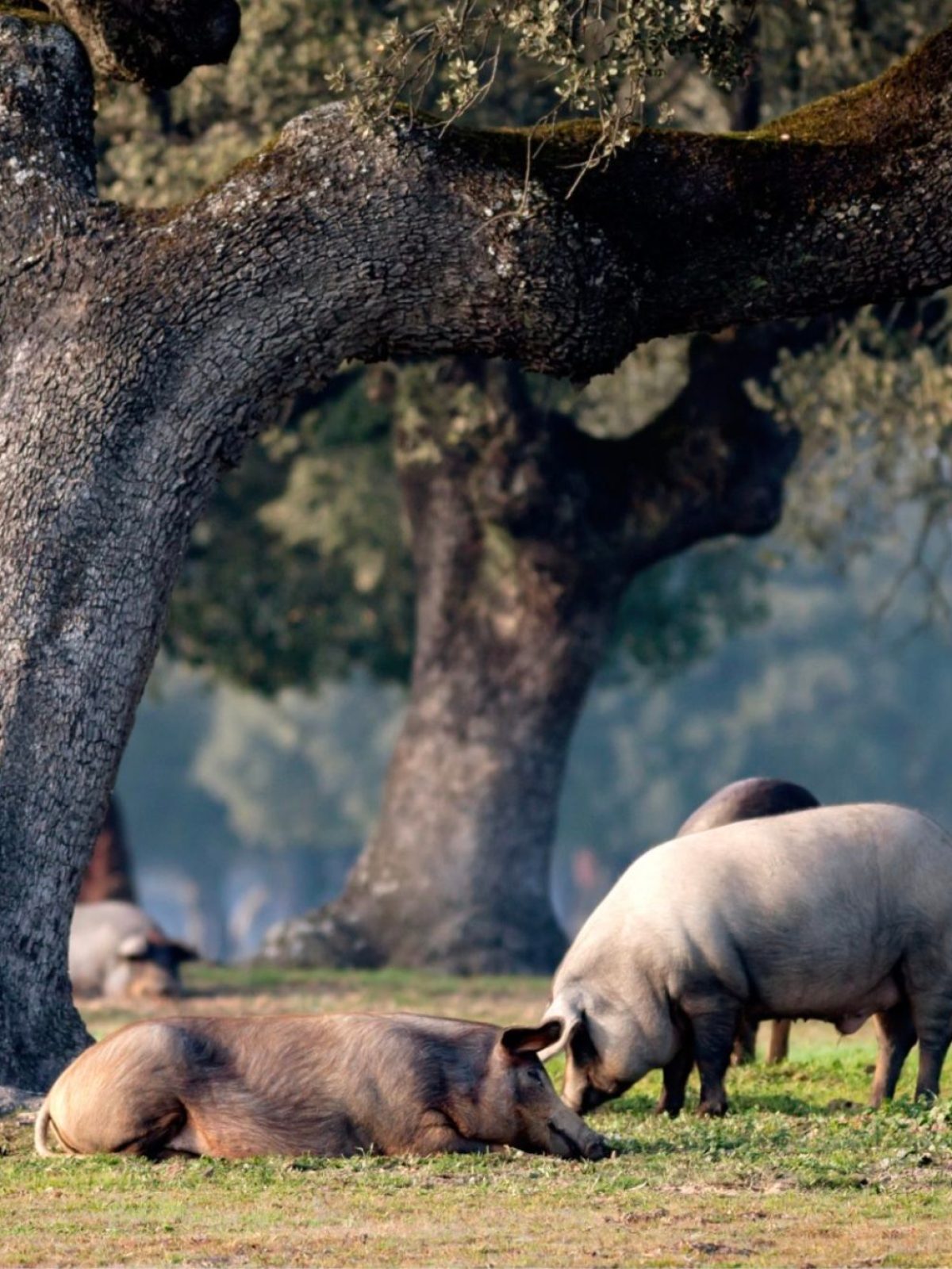 a group of sheep eating grass on a sunny day