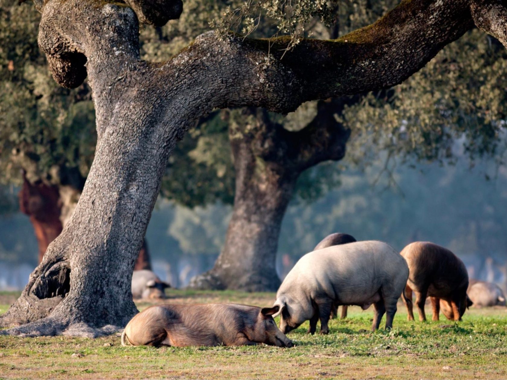 a group of sheep eating grass on a sunny day