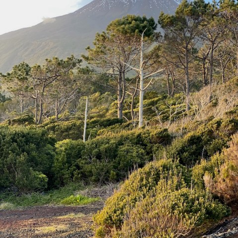 a tree with a mountain in the background
