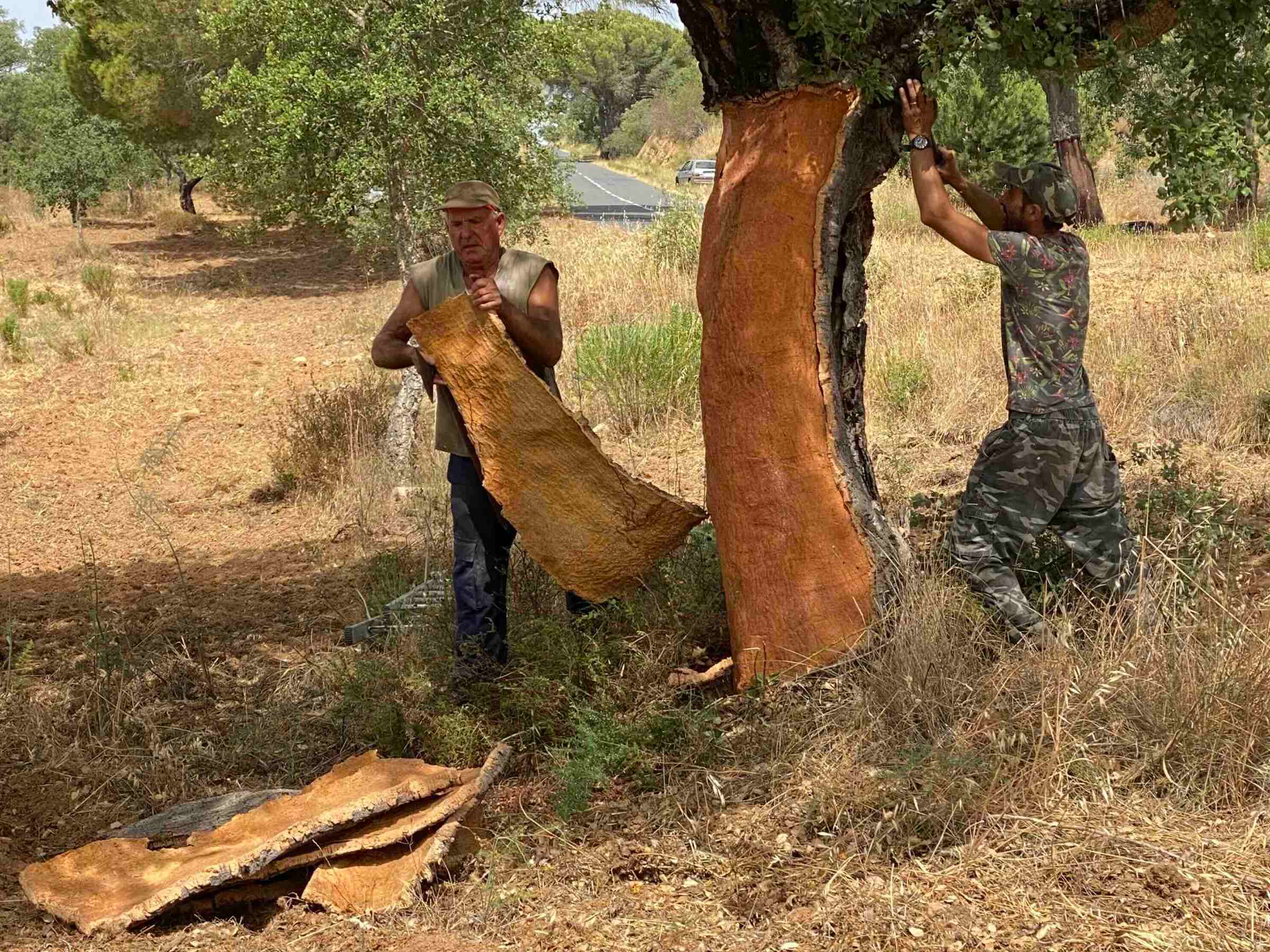 Two people harvesting cork from a tree trunk in a rural landscape.