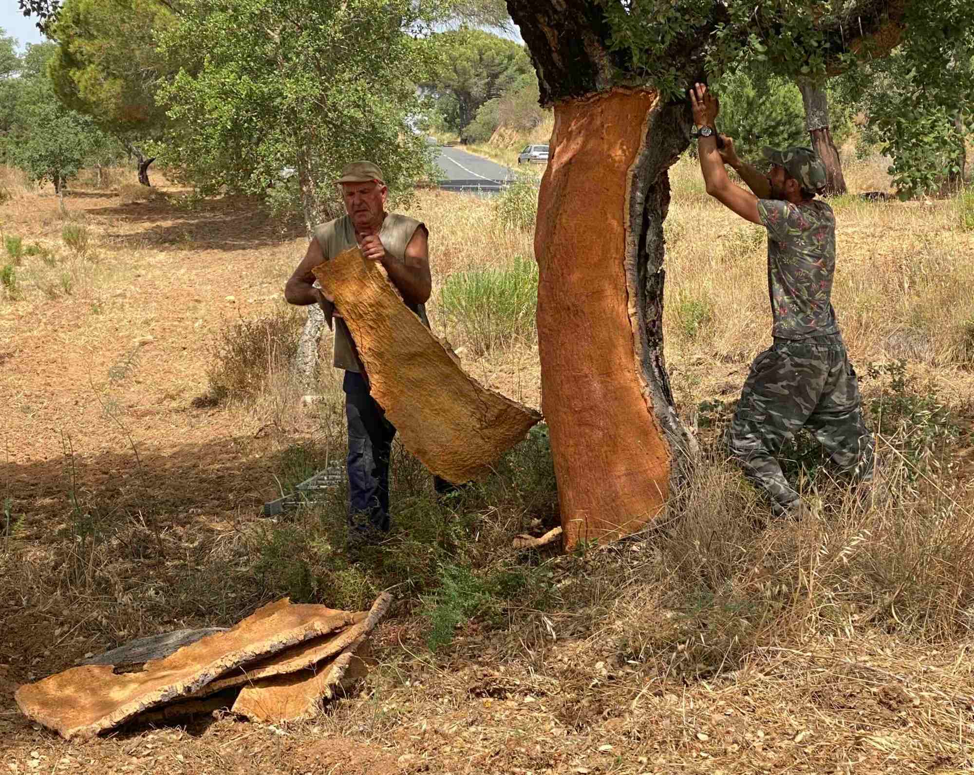 cork-trees-alentejo-ohmycod Two people harvesting cork from a tree trunk in a rural landscape.