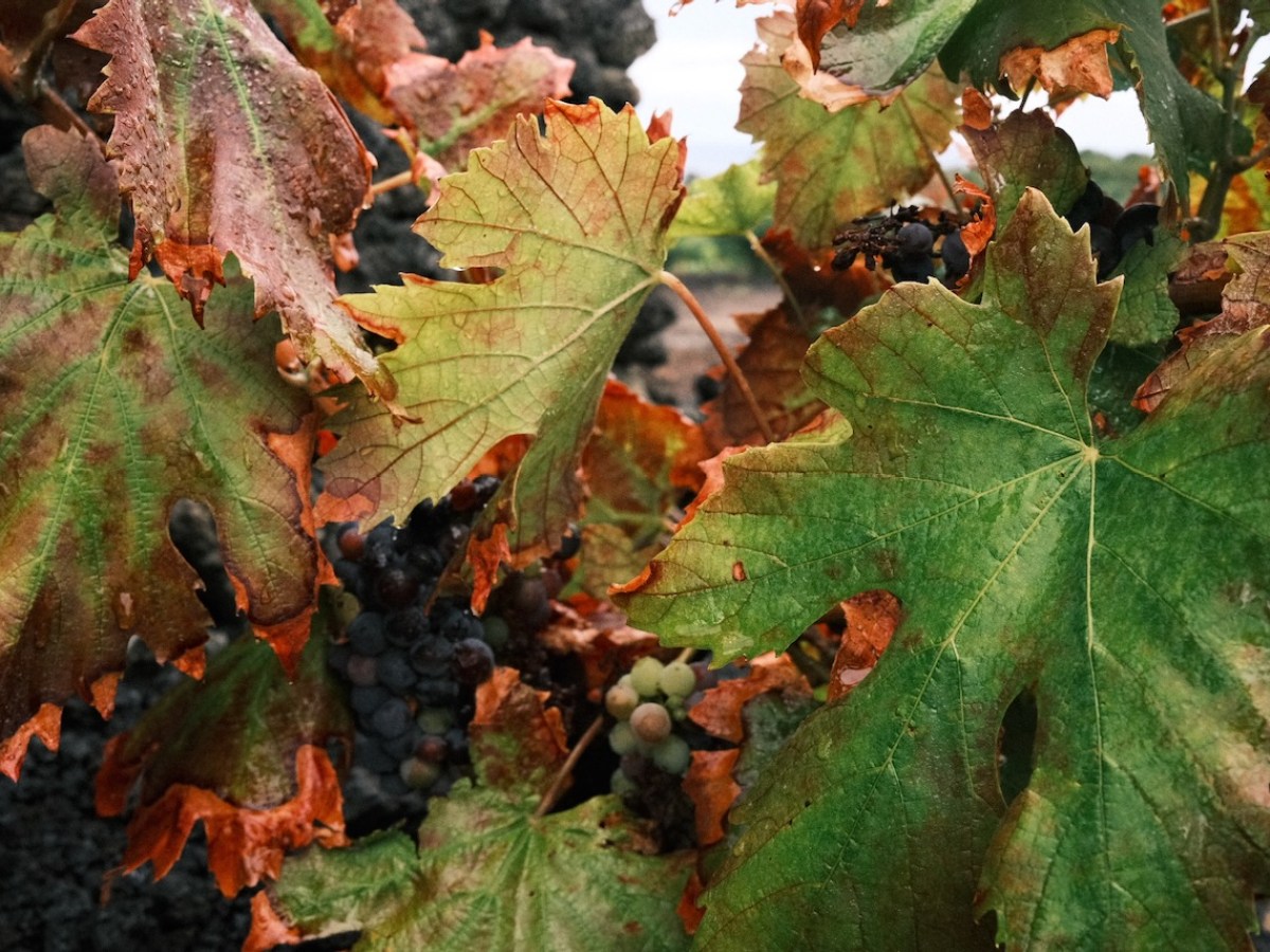 Vine leaves in autumn colors with dark grapes partially visible.