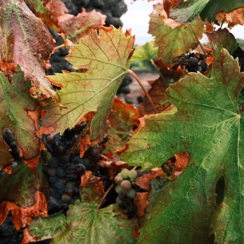 Vine leaves in autumn colors with dark grapes partially visible.