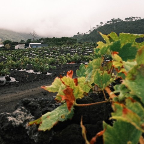 Vineyard with green leaves, dark soil, and foggy hills in the background.