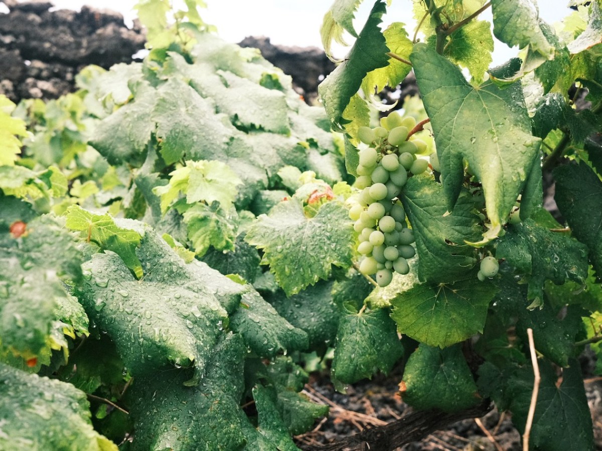 Green grapes and leaves with water droplets on a vine.