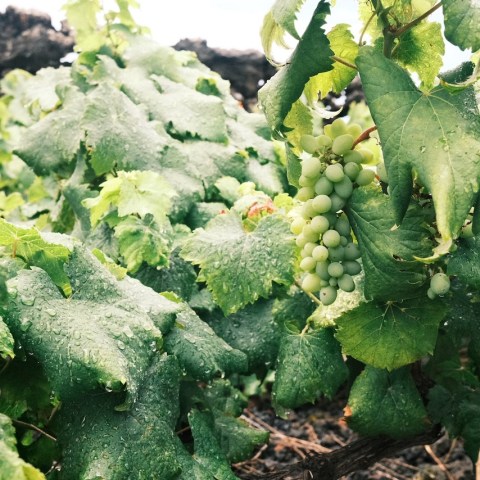 Green grapes and leaves with water droplets on a vine.