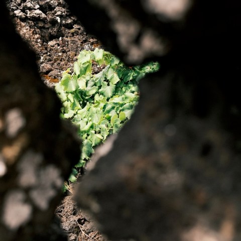 View through dark rocks of green leaves and a bright sky.