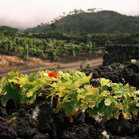 Vineyard with green vines growing on dark volcanic rock in a lush mountainous landscape.