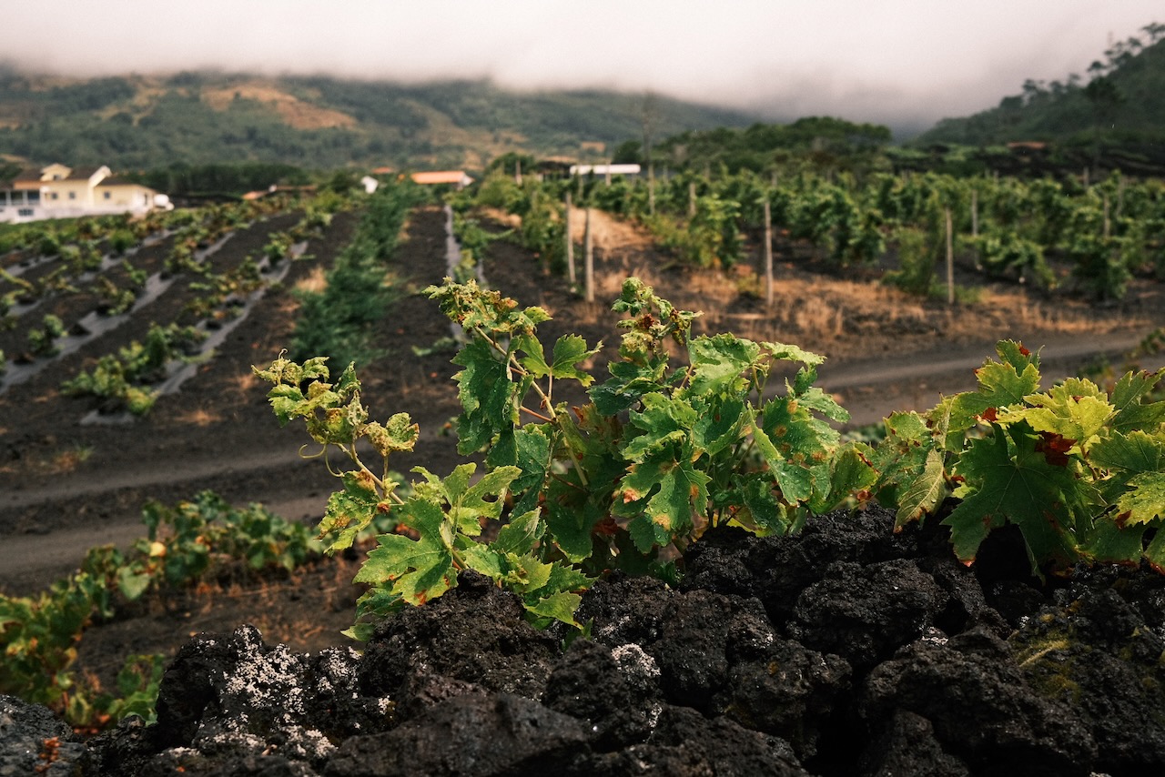 Vineyard with green vines and dark rocky soil, mountain in the background under cloudy sky.