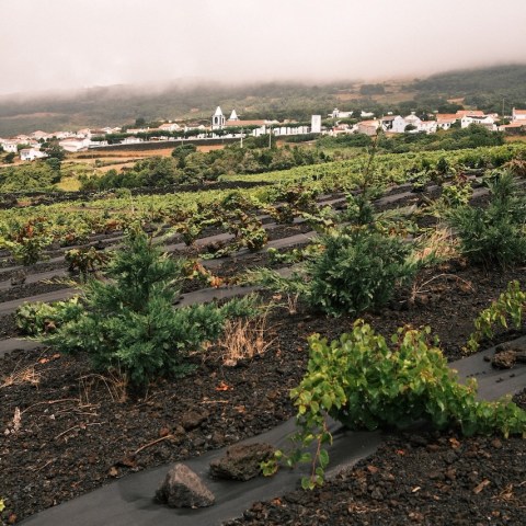 Foggy landscape with vineyard rows and distant village beneath a cloudy sky.