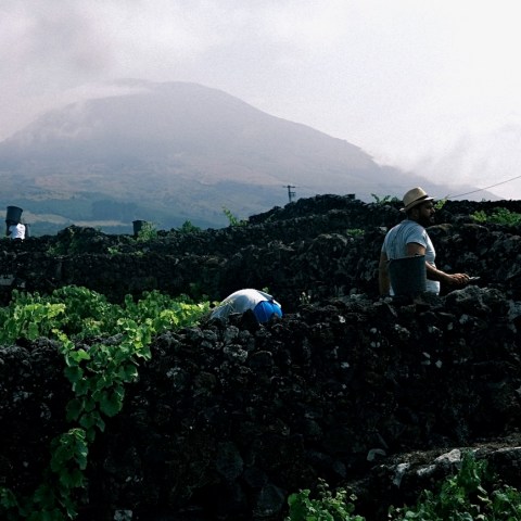 People harvesting grapes in a vineyard with a misty mountain in the background.