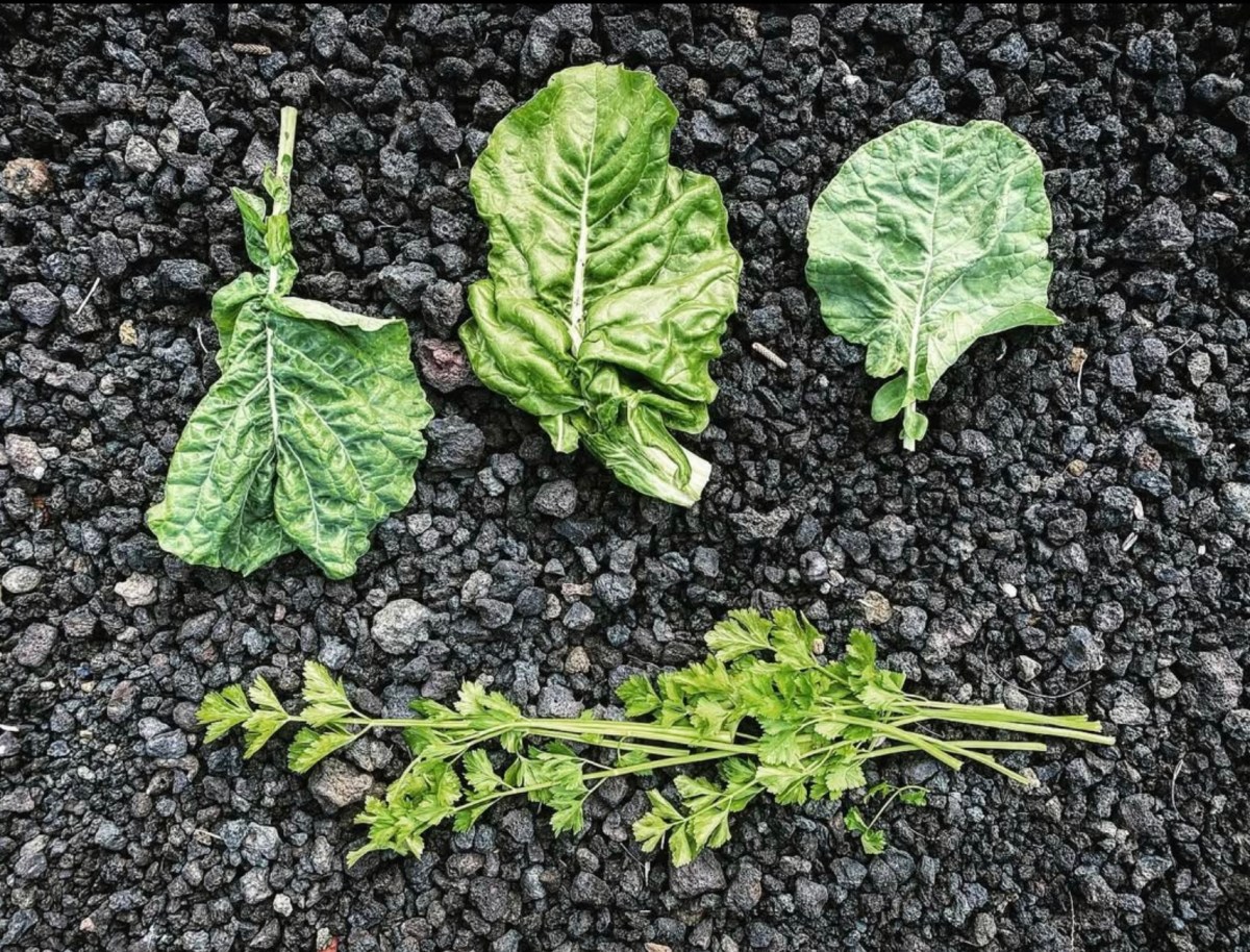 Three leafy greens and parsley arranged on black pebbles.