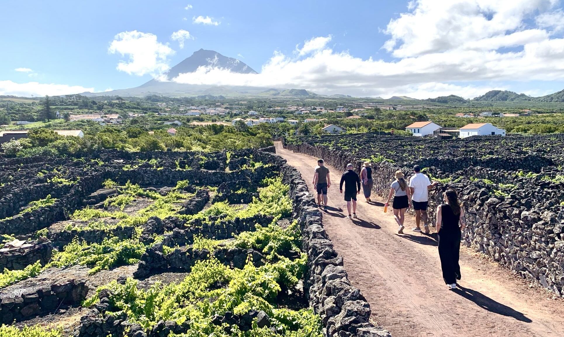 People walking on a country path with vineyards and a mountain in the background under a blue sky.