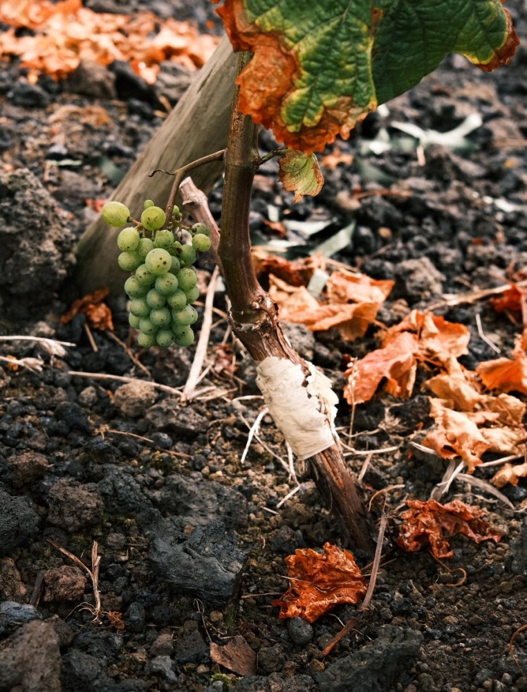 Grapevine with green grapes and colorful leaves growing on rocky soil.